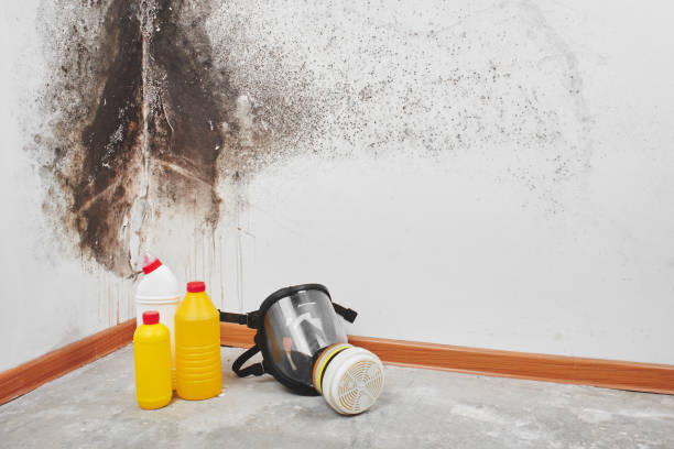 Best Mold Testing  in Santaquin, UT
