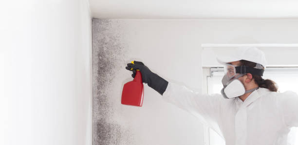 Mold Testing and Removal in Santaquin, UT