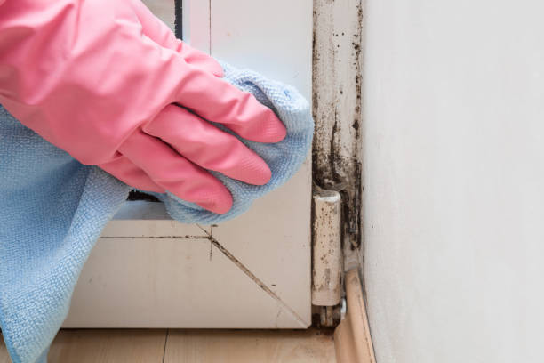 Santaquin, UT Mold Removal Company